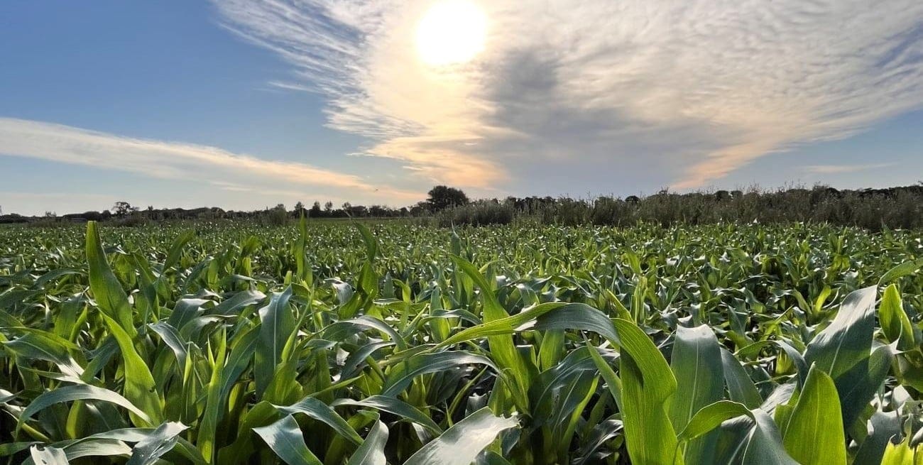 Santa Fe tiene el clima, el terreno y la mano de obra necesarias