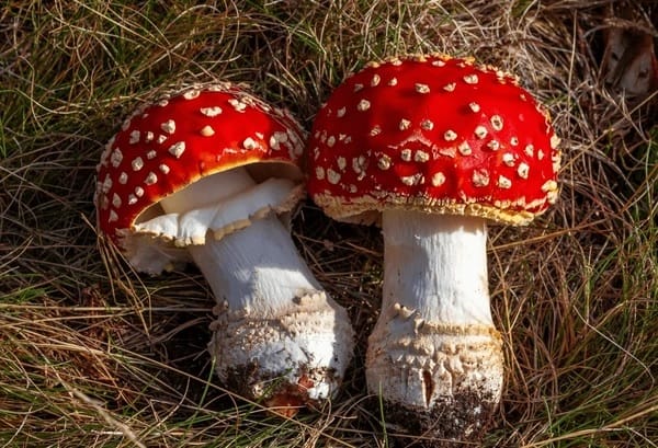 Amanita muscaria, el hongo favorito de los hermanos Mario