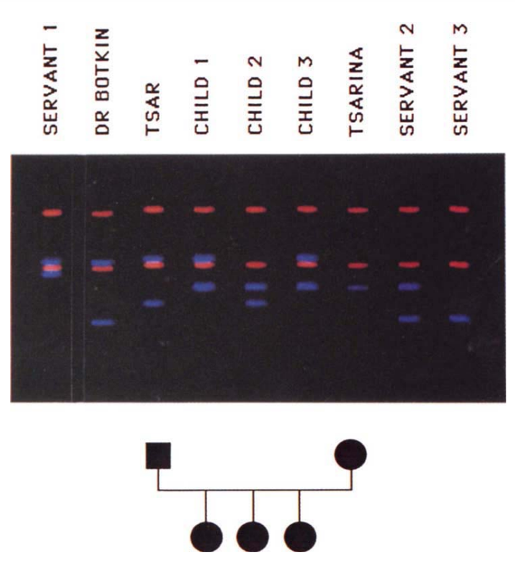 Marcador molecular HUMTHO1 