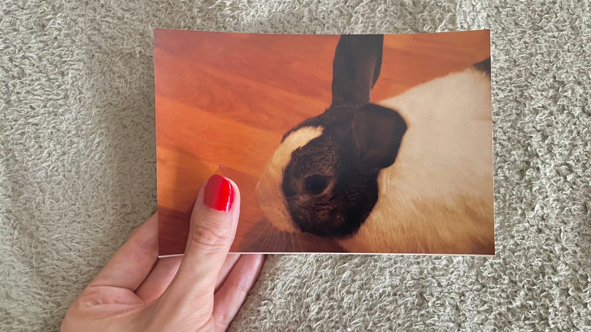 The Terror of Raising Rabbits